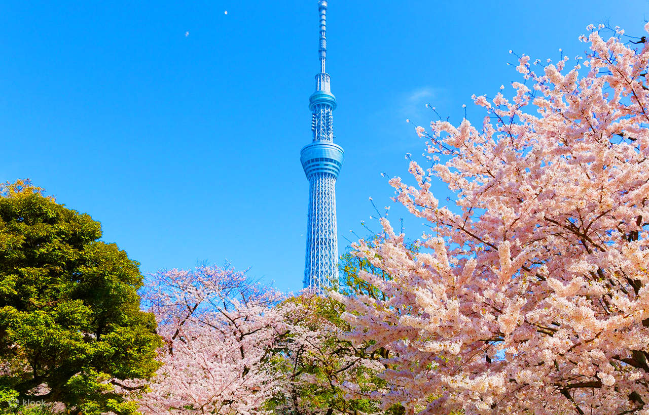 [Tokyo Cherry Blossom Tour] En dagstur till Shinjuku Gyoen ...